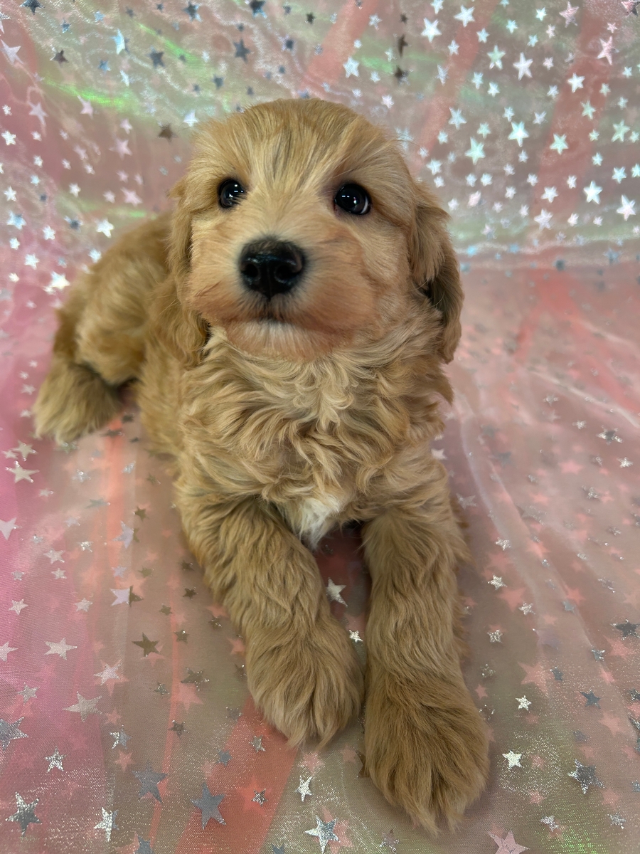 Male Mini Schnoodle Puppy for Sale DOB 11-24-2025 $950